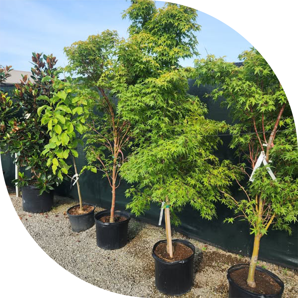 Snows-Contractor-Services-03