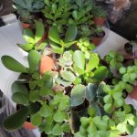 Succulent Asst 2″