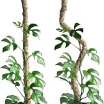 Mossify Original Bendable Moss Pole – 54″ (Extra Large)